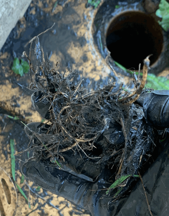 blocked drain - tree branch and root